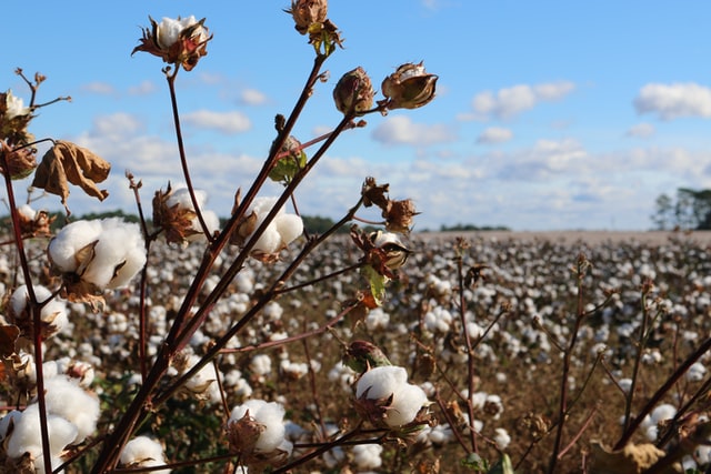 Where is Organic Cotton Grown?